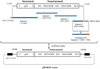 Rapid Construction of an Infectious Clone of the Zika Virus, Strain ZKC2